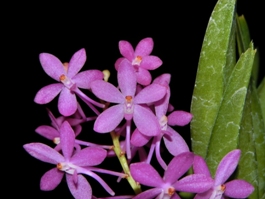 Vanda Cherry Blossom 'Logan AM/AOS 81 pts.